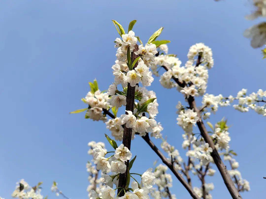 春到嘉州千亩李花俏枝头田园美景促增收