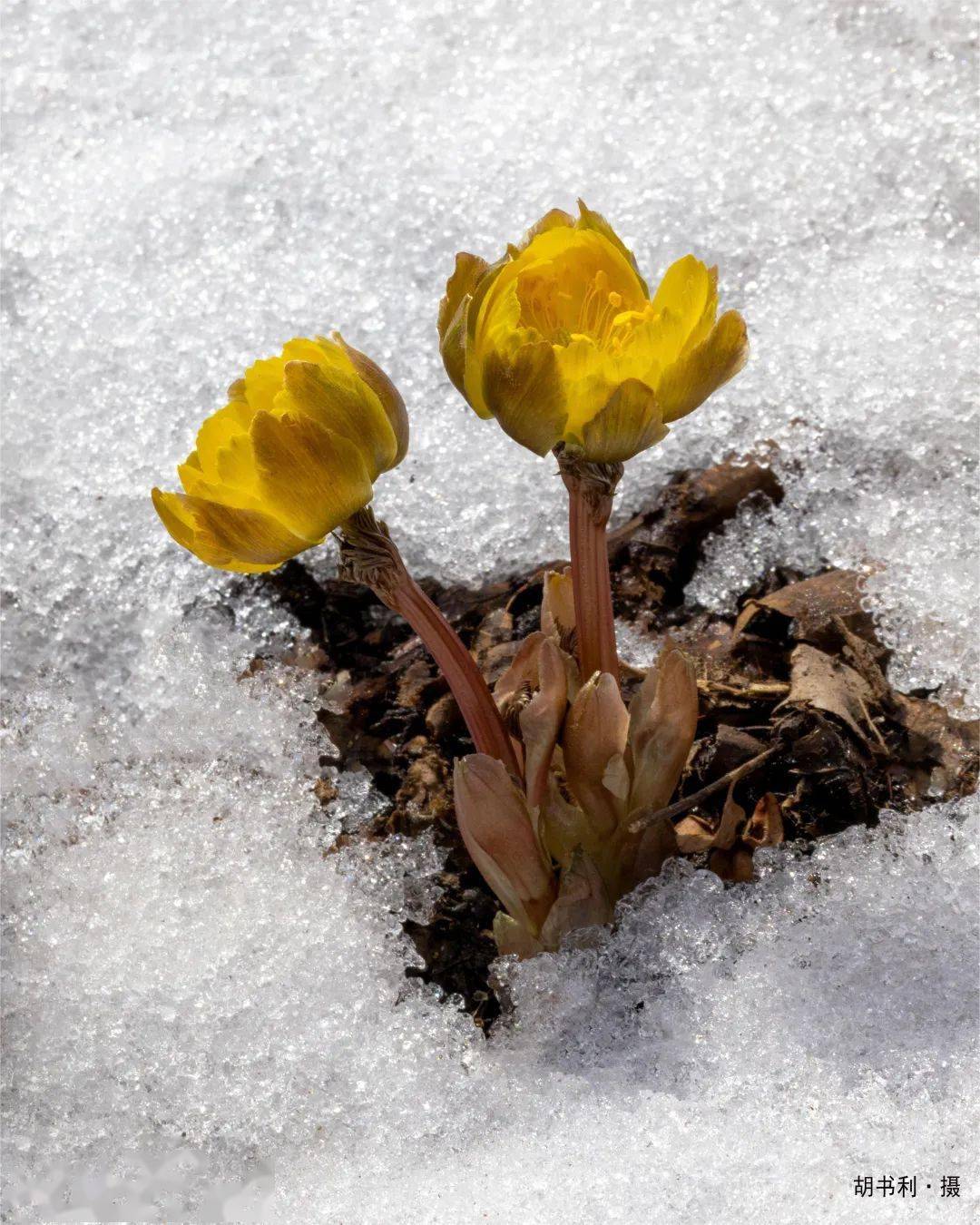 和春天有个约会遇见林海雪莲冰凌花