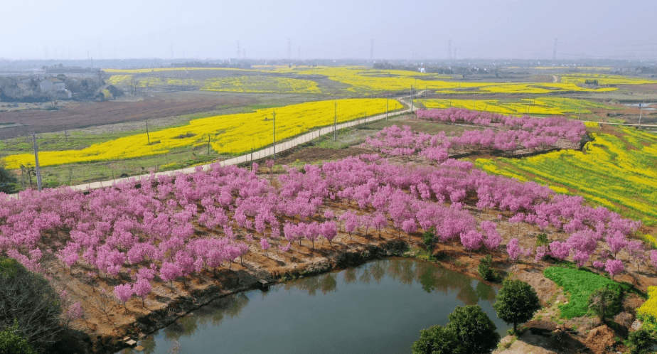 最佳观赏期新洲区176万亩油菜花盛开