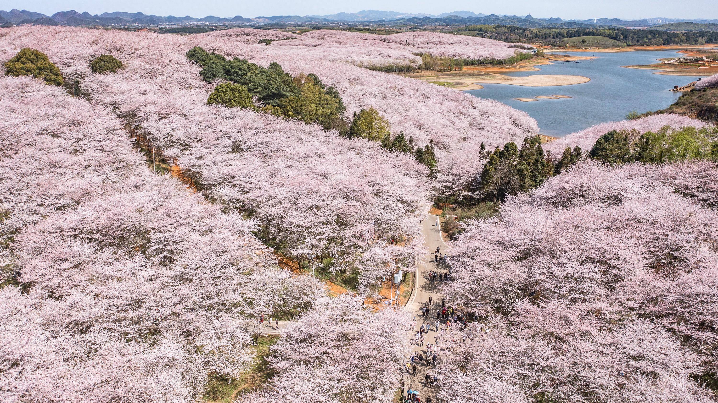 贵阳樱花公园图片