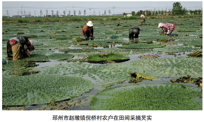 水旱轮作新模式亩纯赚12万元以上经济效益显著