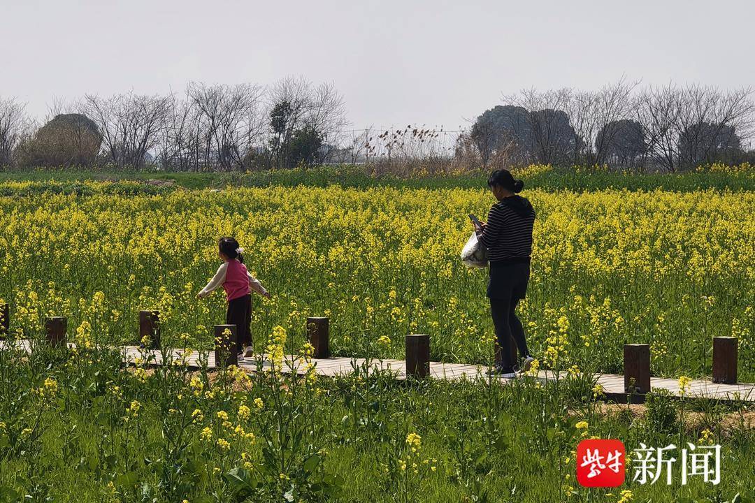 衣食住行跟我逛|邂逅一片金黄色的花海,"春日限定"油菜花开了_苏州