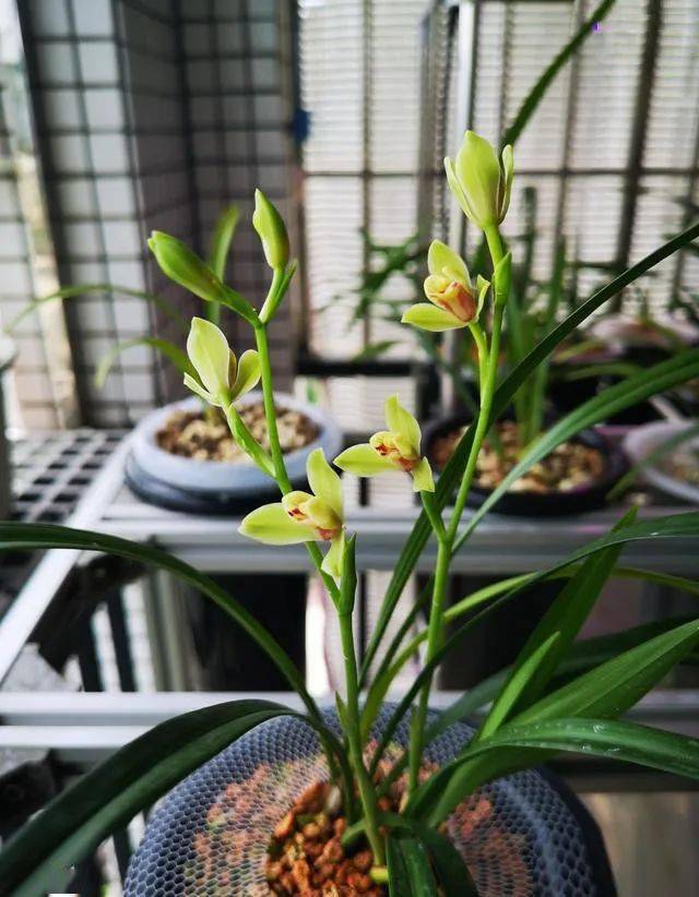 台友_盆景_兰草