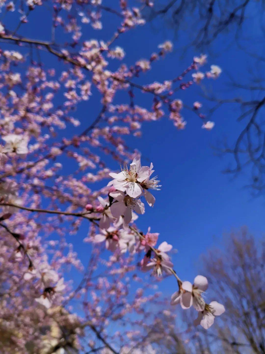 家门与春天撞个满怀吧摄影:梁希红 李文娟 李金鹏 单世卉编辑:田玉娇