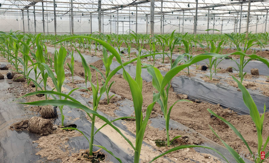 查看玉米苗生长情况.