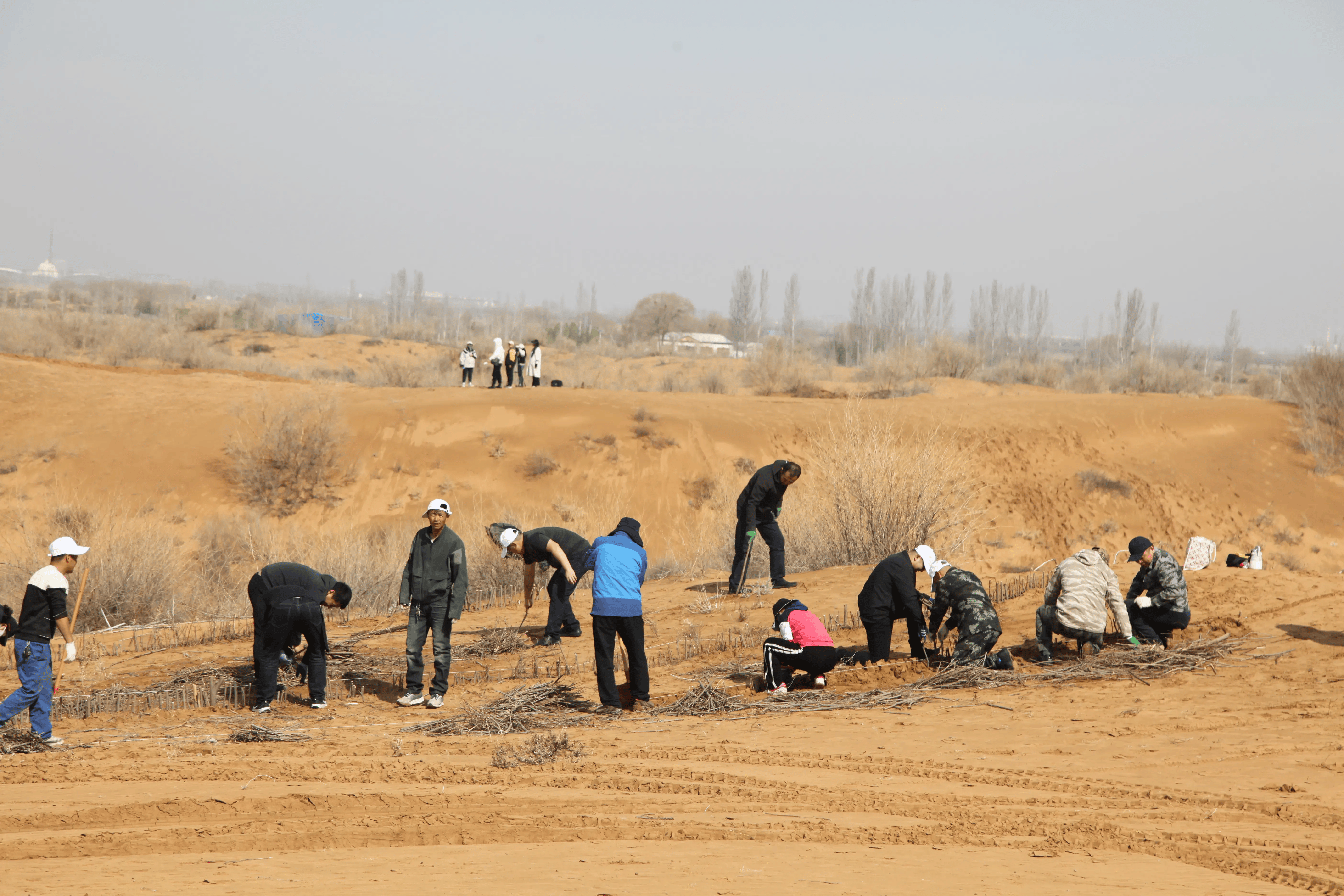 沙地治理图片