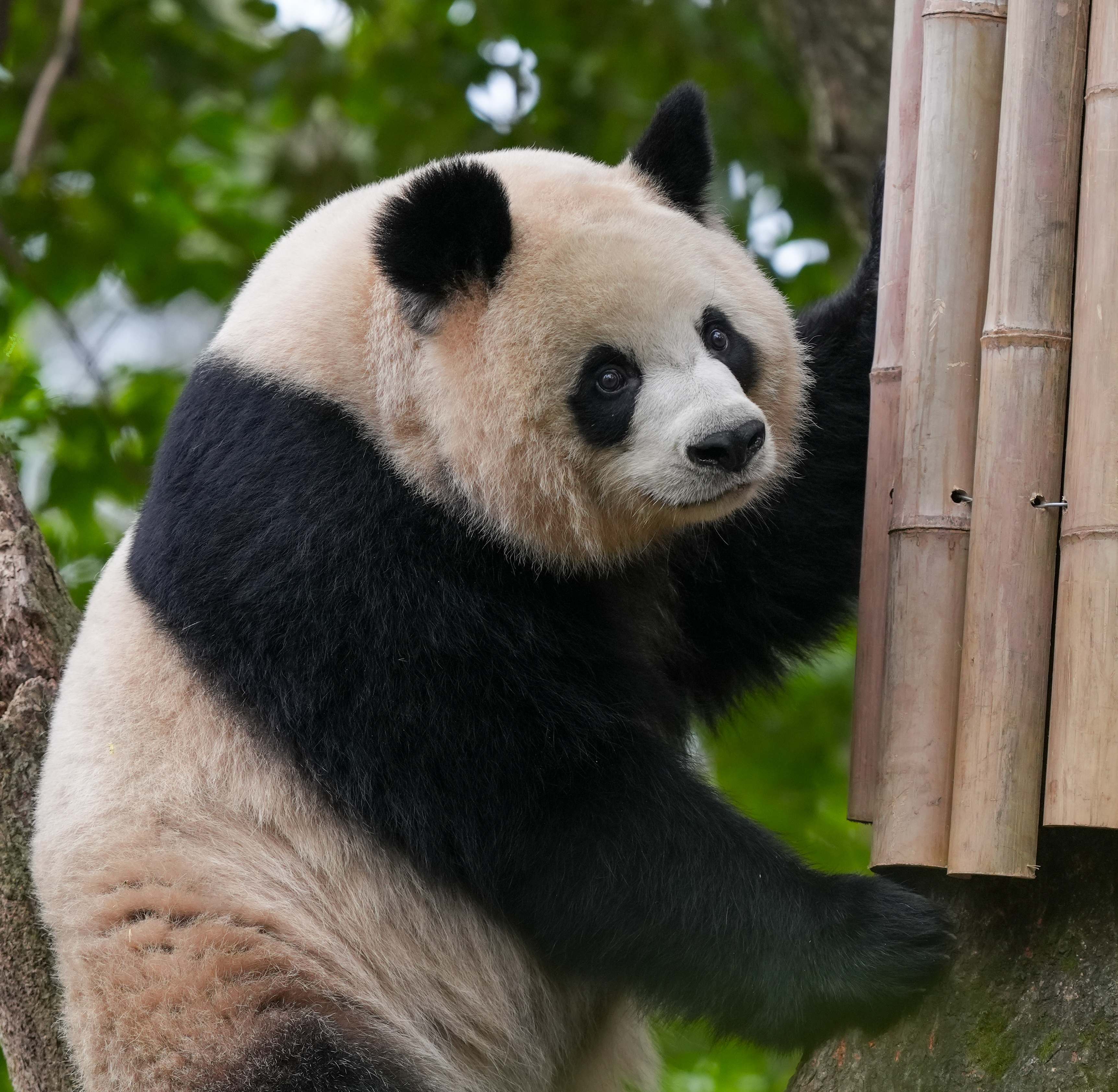 大熊猫长大后的样子图片