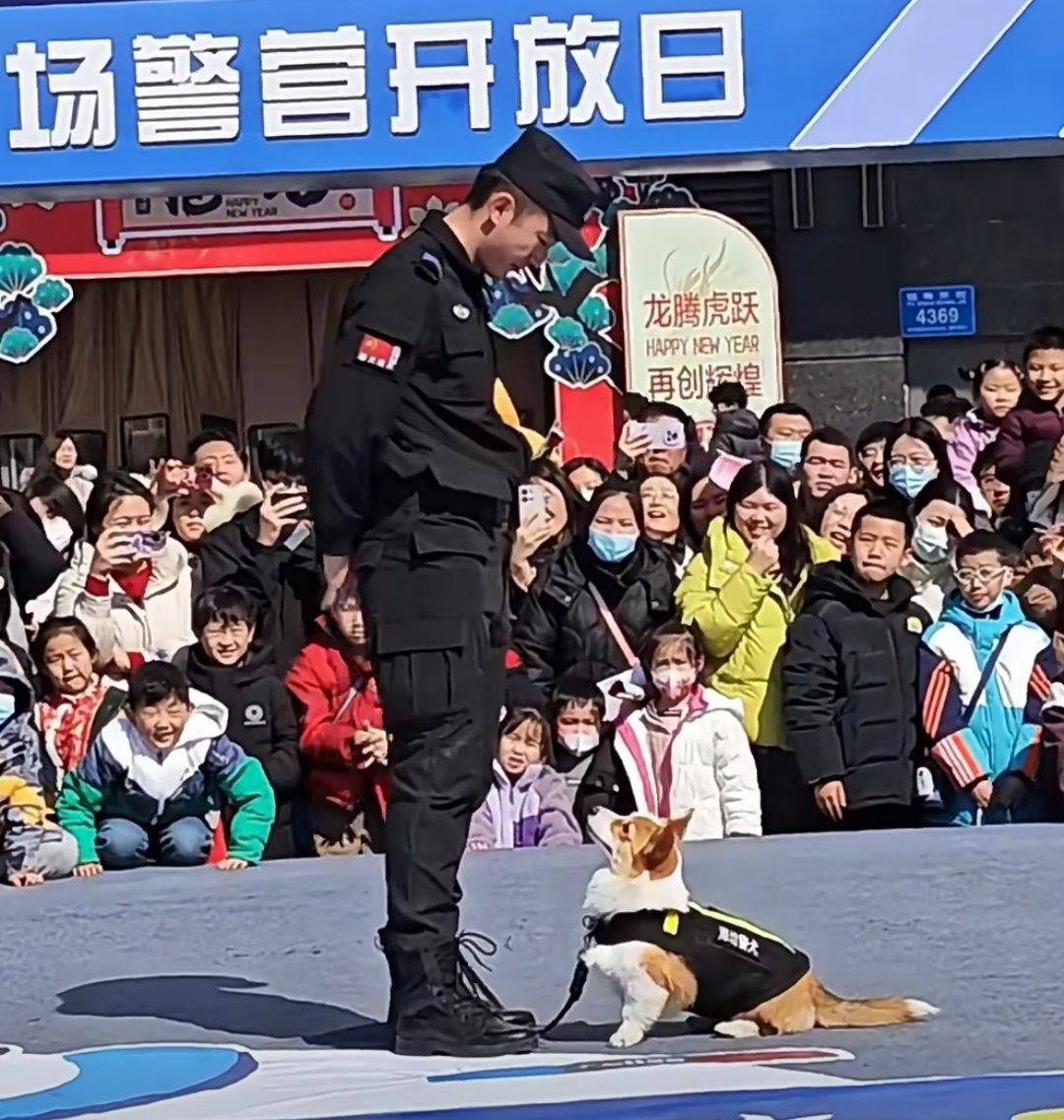 全国首只柯基警犬入编前是宠物狗训导员腿短不是缺点是优势