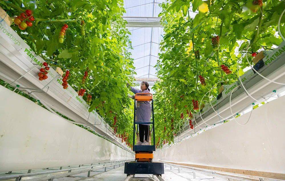 齐鲁正能量农业装上智慧脑德州市平原县亮出科技范