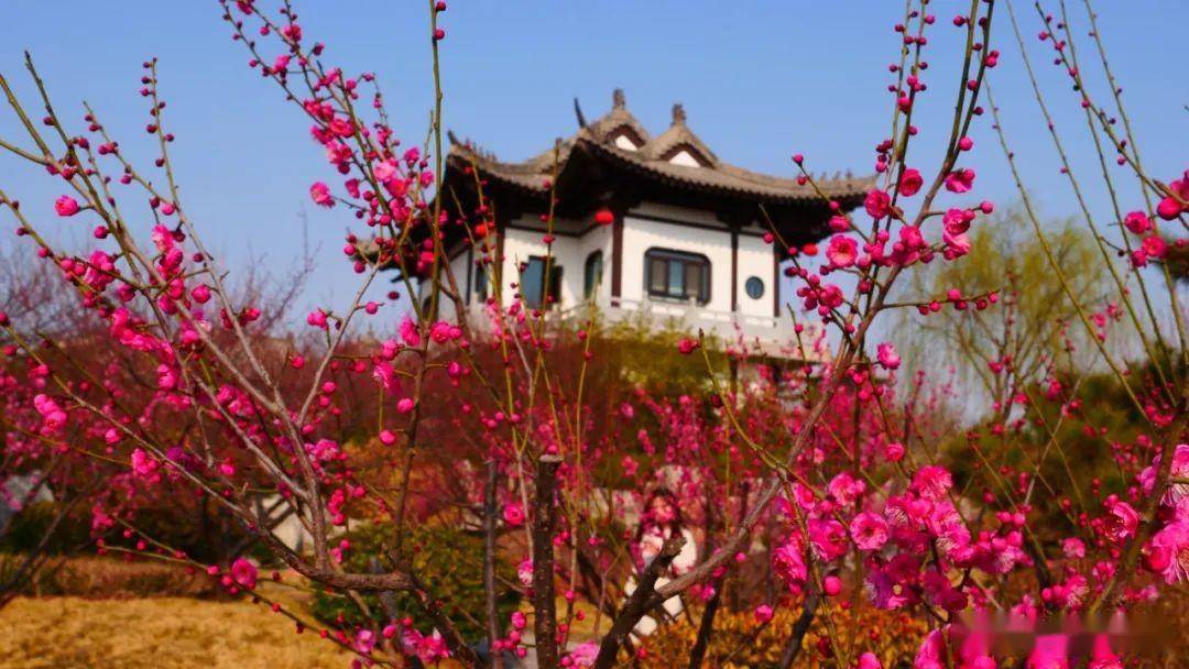 花都开好了邯郸磁县就等你来打卡