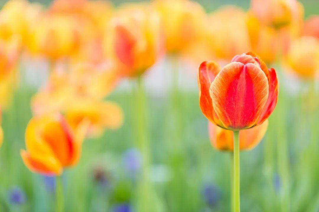 34个省份34种省花34首诗词你的家乡是什么花