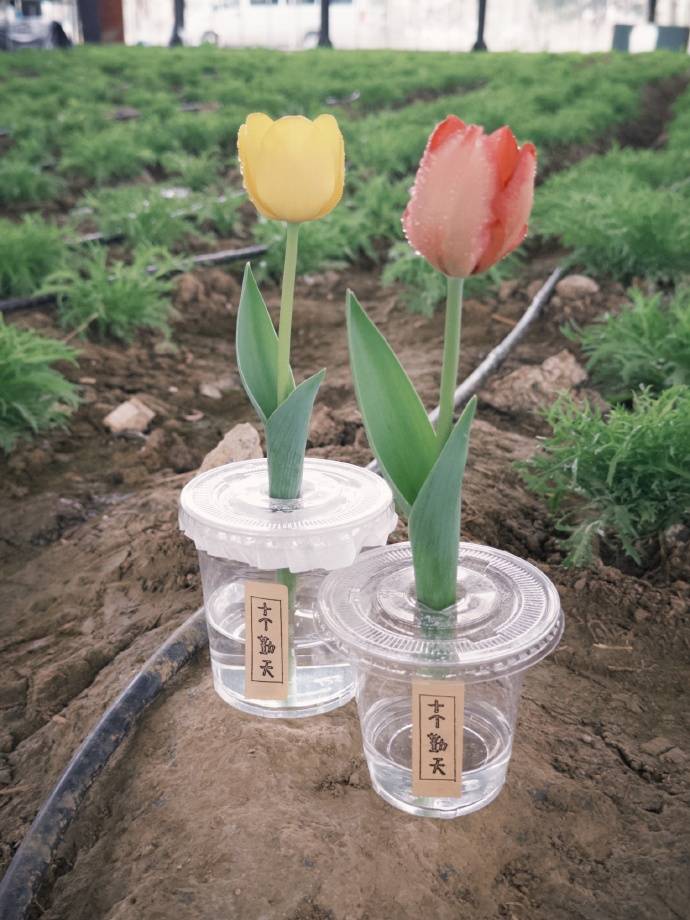 种地吧为种植郁金香只发江浙沪致歉称产量有限