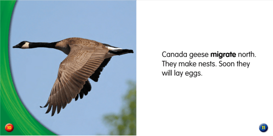 亲子共读绘本whatdoanimalsdoinspring动物春天做什么