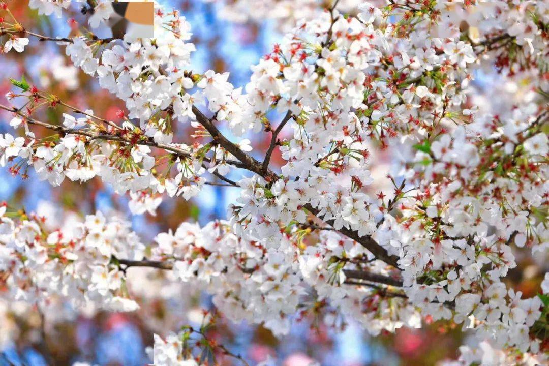 让整条街充满了活力路上车流如织仿若进入梦幻世界满眼的粉黛"