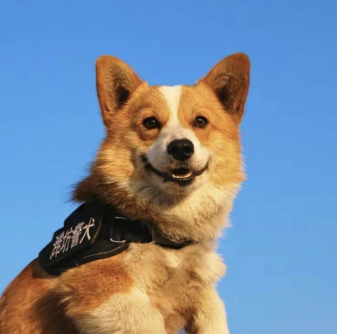 全国首只柯基警犬"入编"前是宠物狗,训导员:腿短不是缺点是优势_福仔_