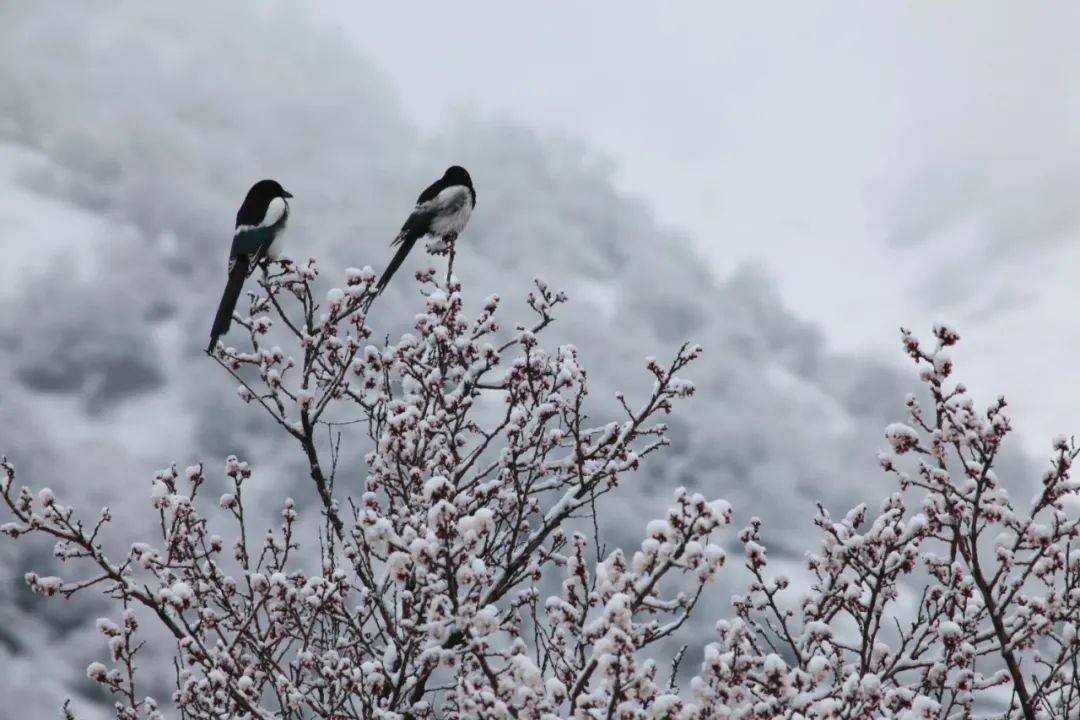 征集首届那拉提杏花节全国摄影展征稿启事