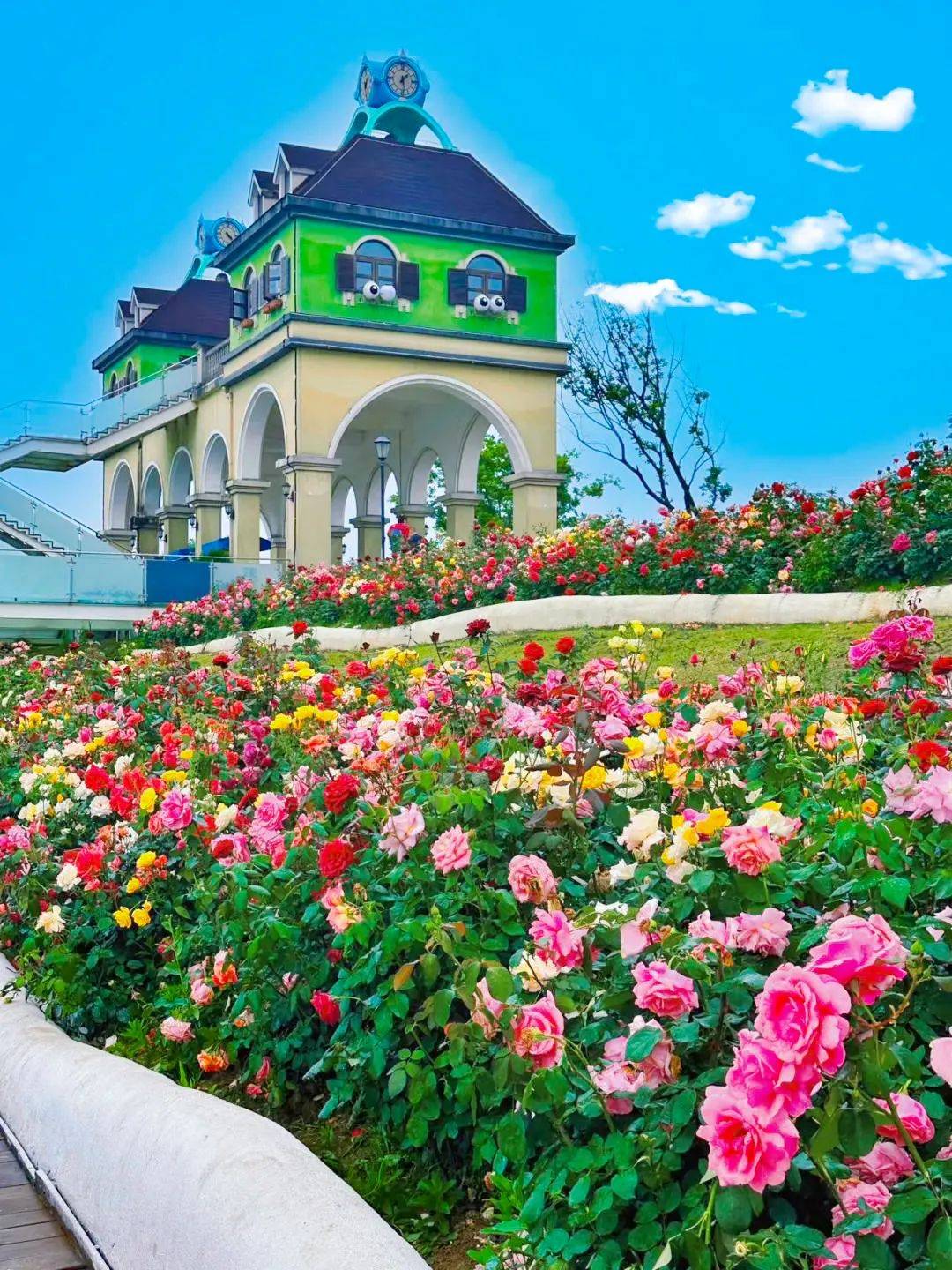 不看一下,怎知今日肥西_花木城_烟花_科普