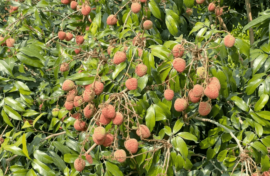 2024年中国荔枝开采节在乐东举办,海南省荔枝产业技术体系启动会同期