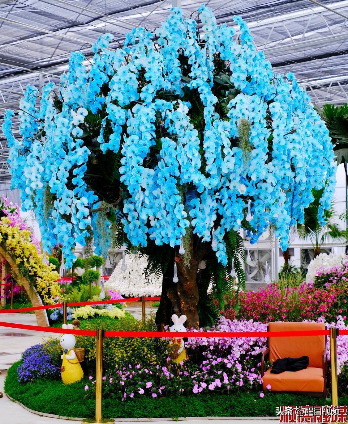 2万株兰花绽放勒流这场蝴蝶兰主题展览将于本周启动