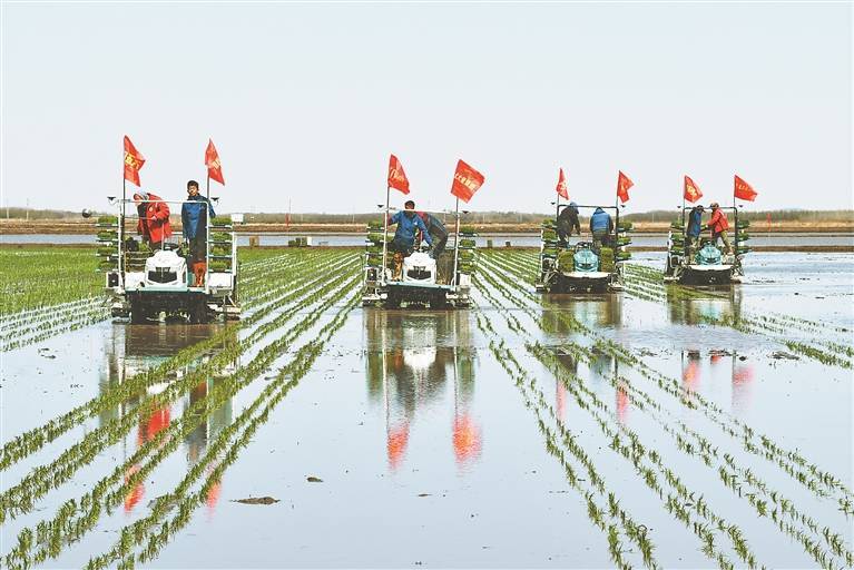 北大荒集团发力 大面积提单产_农业_技术_大豆
