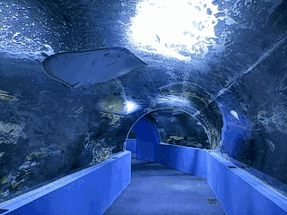 壁纸 海底 海底世界 海洋馆 水族馆 320_240