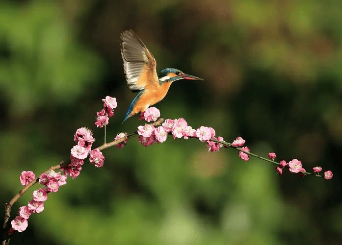 风光春回大地细流涤荡心田欢乐溢满视线草长莺飞是春喧嚣的闹市春暖花