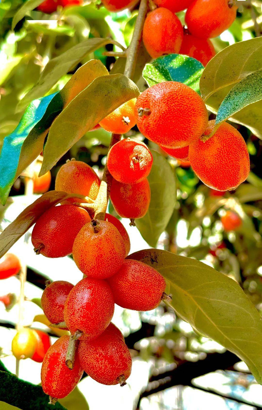 这不起眼的小果凭啥在春天红爆德宏