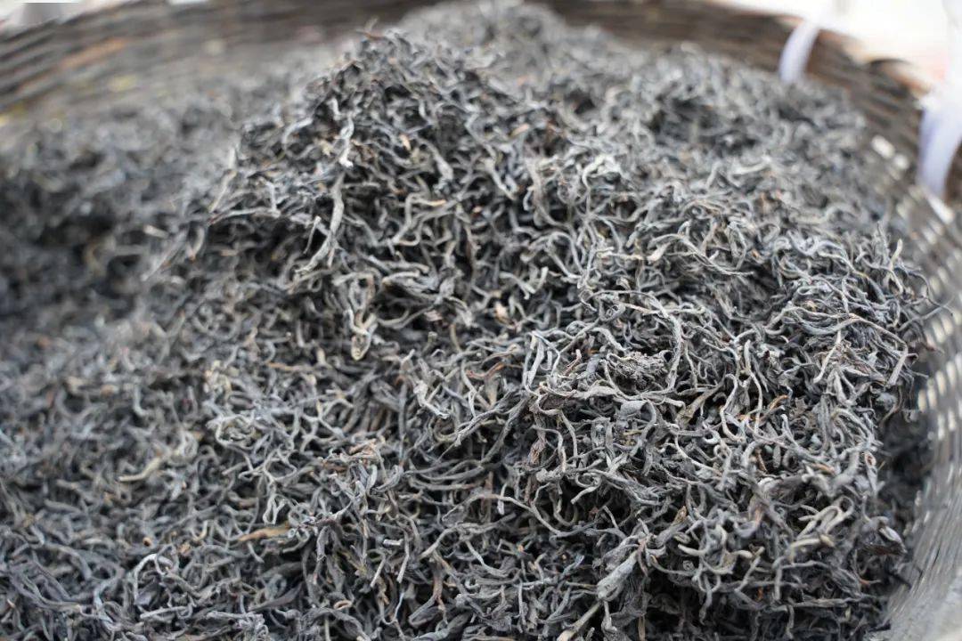 开茶咯|2024年苍梧县六堡茶开茶节"仪式感"拉满