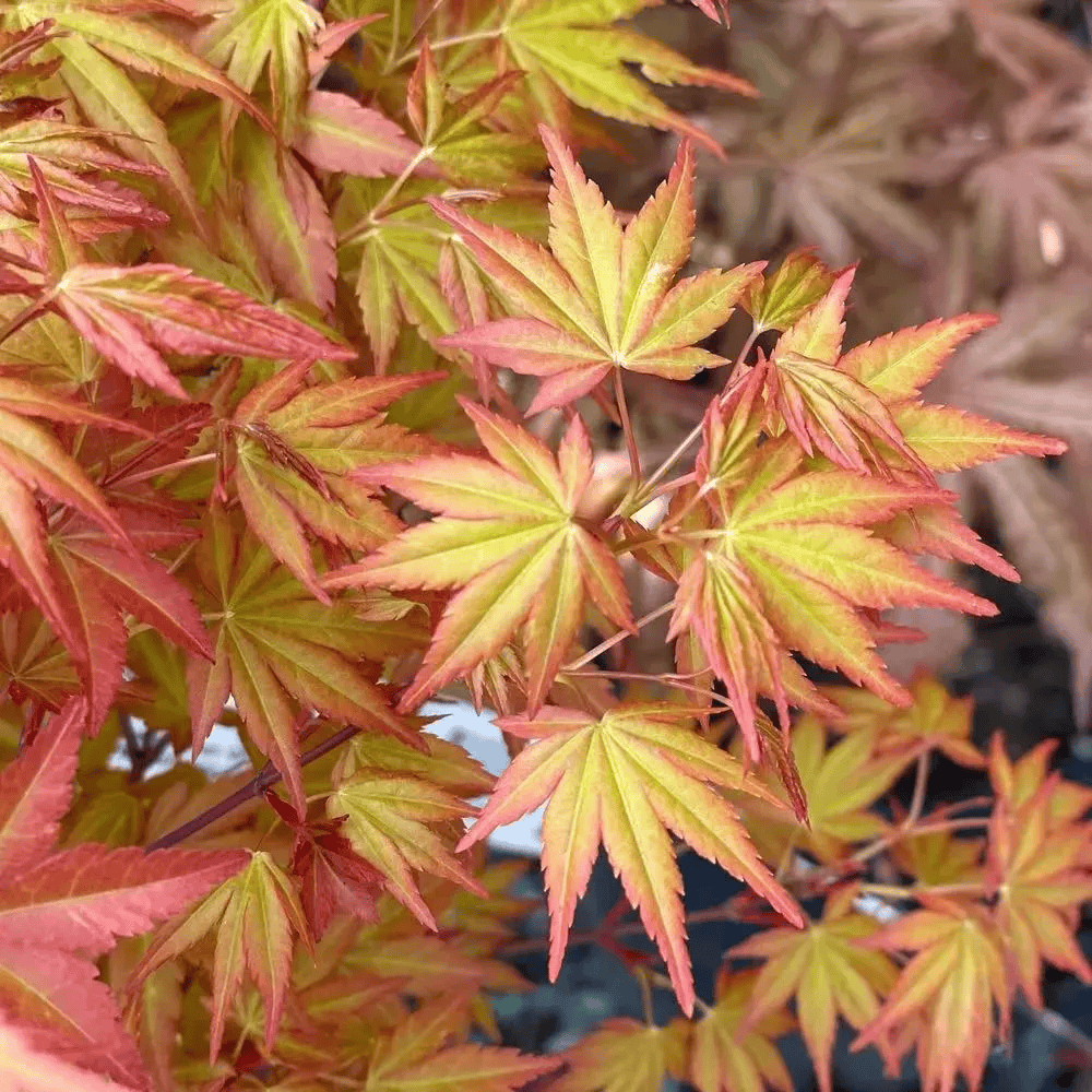 枫树是所有木本植物中观叶效果最好的树,几乎所有的地方都能有它的