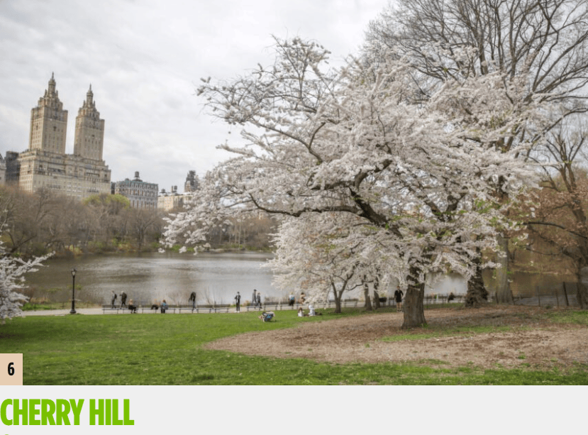 中央公园保护区 central park conservancy 提供了一份赏花地图,总结