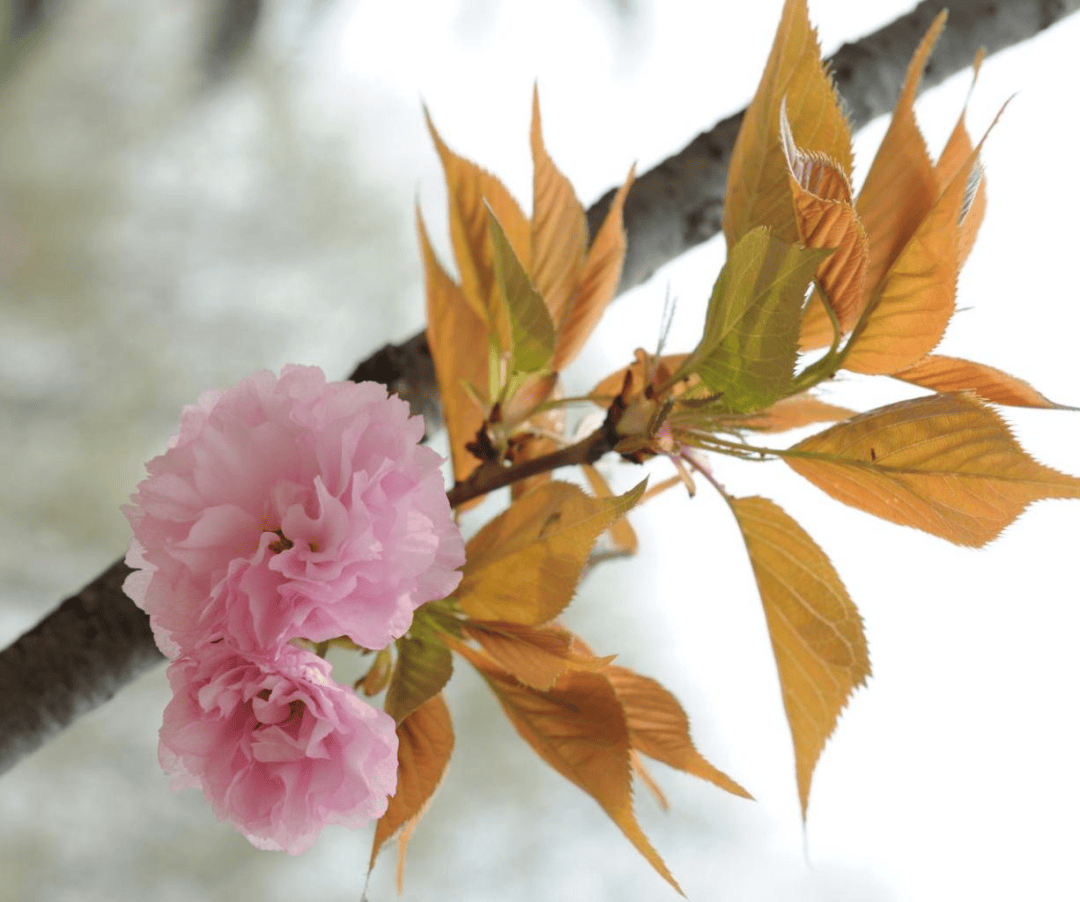 樱花根茎叶图片