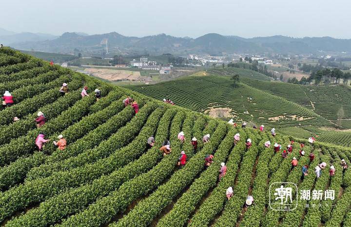 浙江茶叶间作（浙江十大茶叶基地在那边

）《浙江十大茶叶基地在哪里》