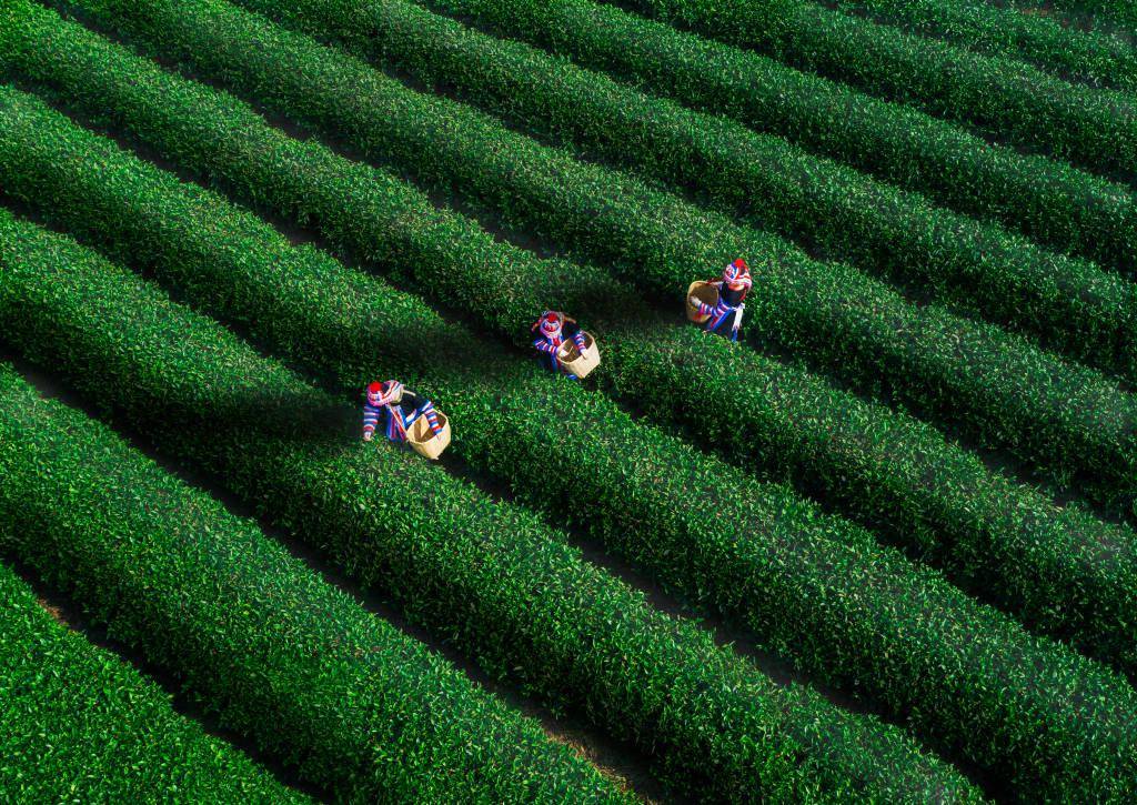 杭州ai智能采茶机器人开采明前西湖龙井