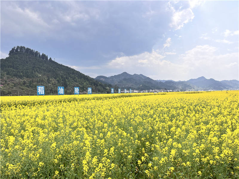 铜仁瓦屋乡油菜花盛开引客来