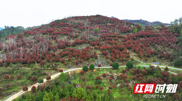 新邵上春山饱楠十里芳菲
