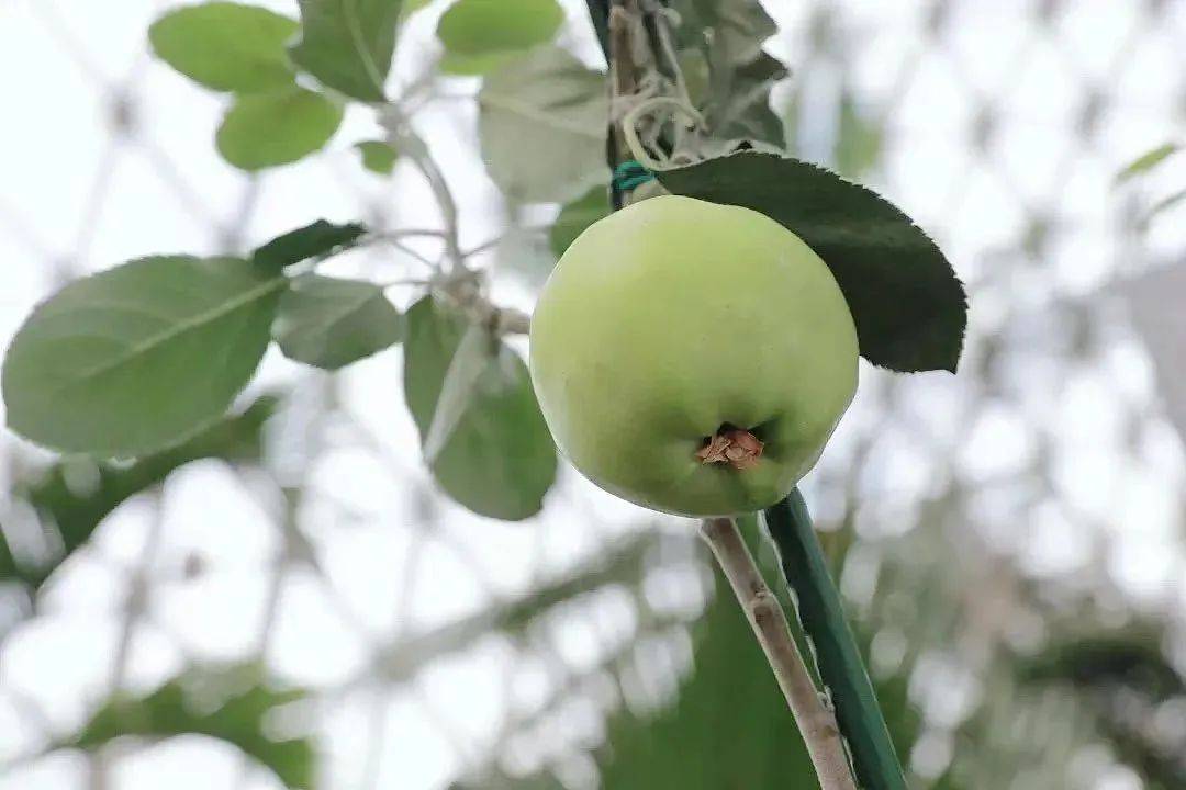 辰山植物园精心栽培的牛顿苹果树落户上海科学会堂!