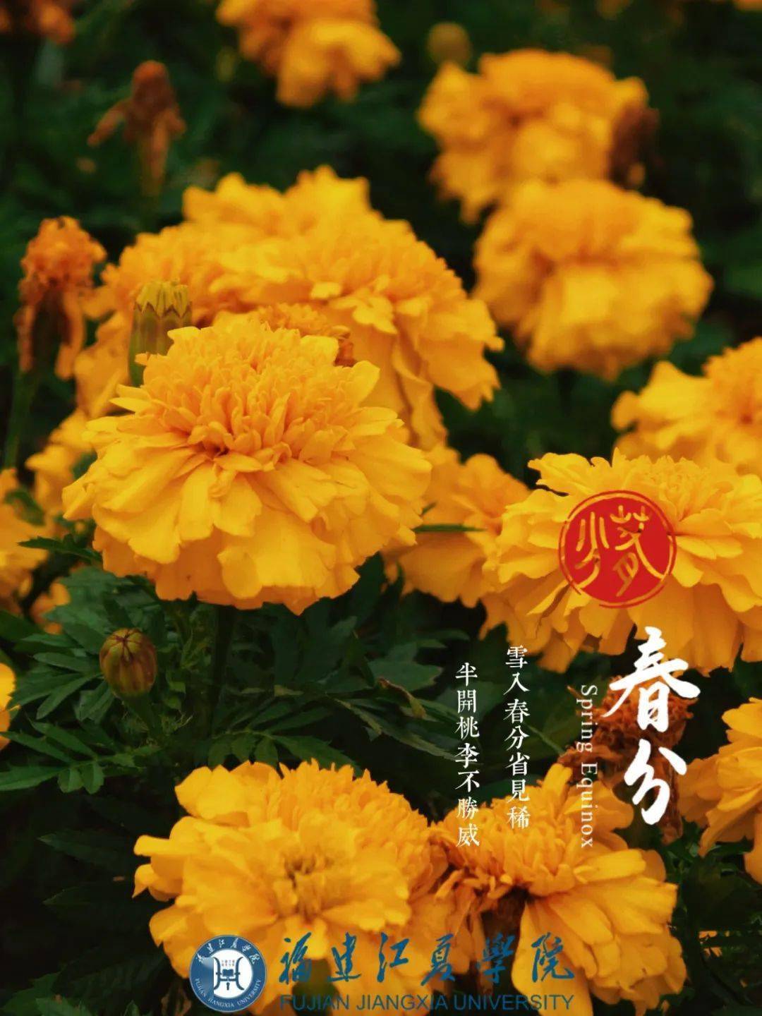 颜值爆表福建高校校花曝光