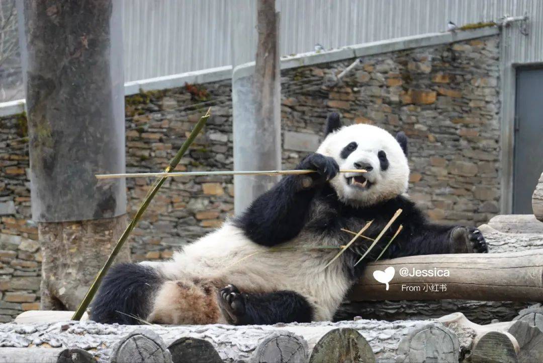 阿坝咋个耍网友有话说卧龙中华大熊猫苑神树坪基地