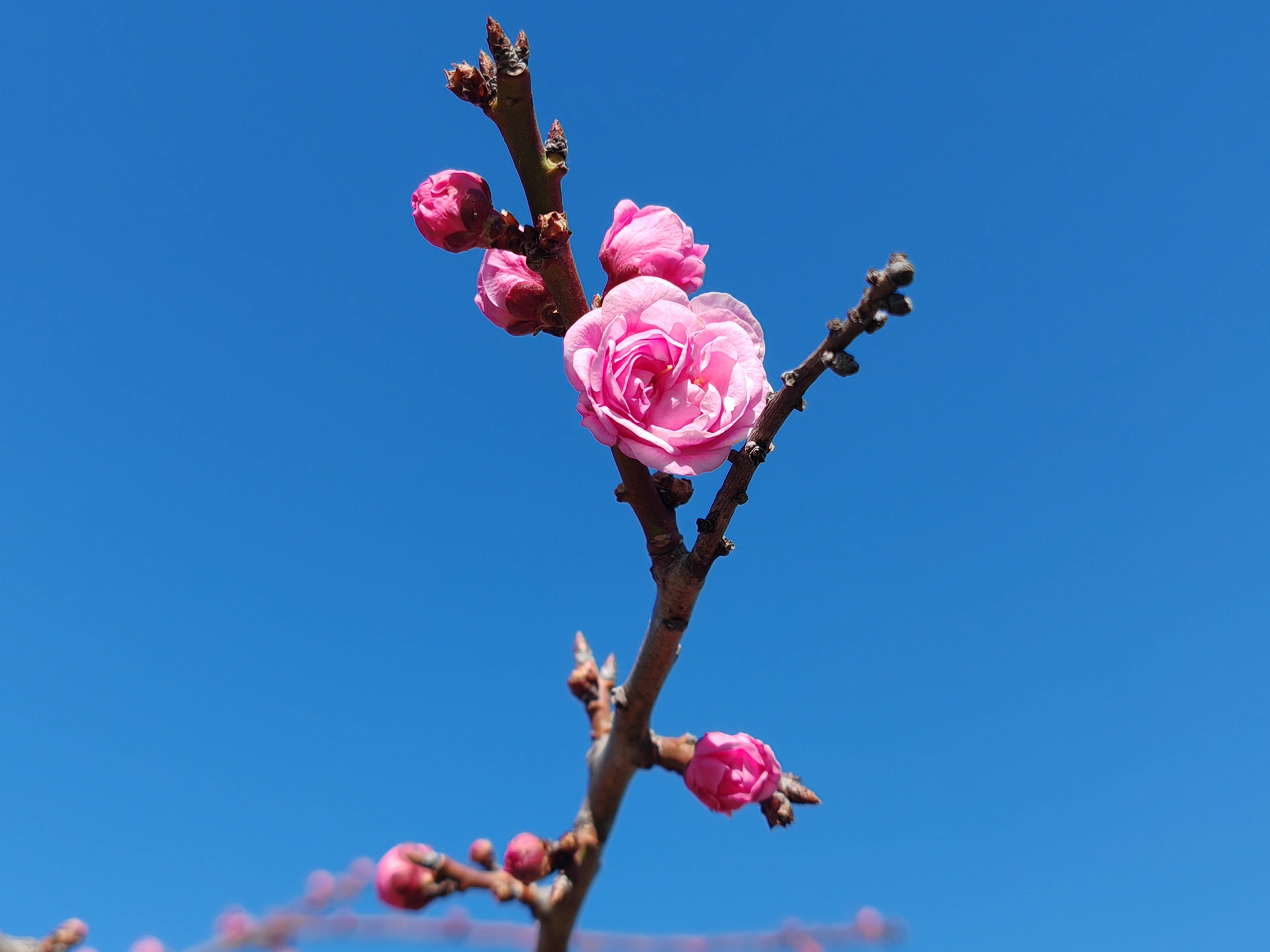 梅花的样子像什么图片