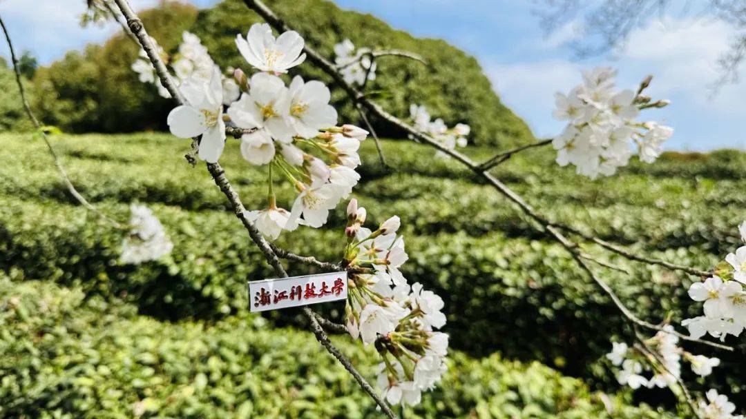 又被你美到了,我的科大!_樱花_微风_大学生