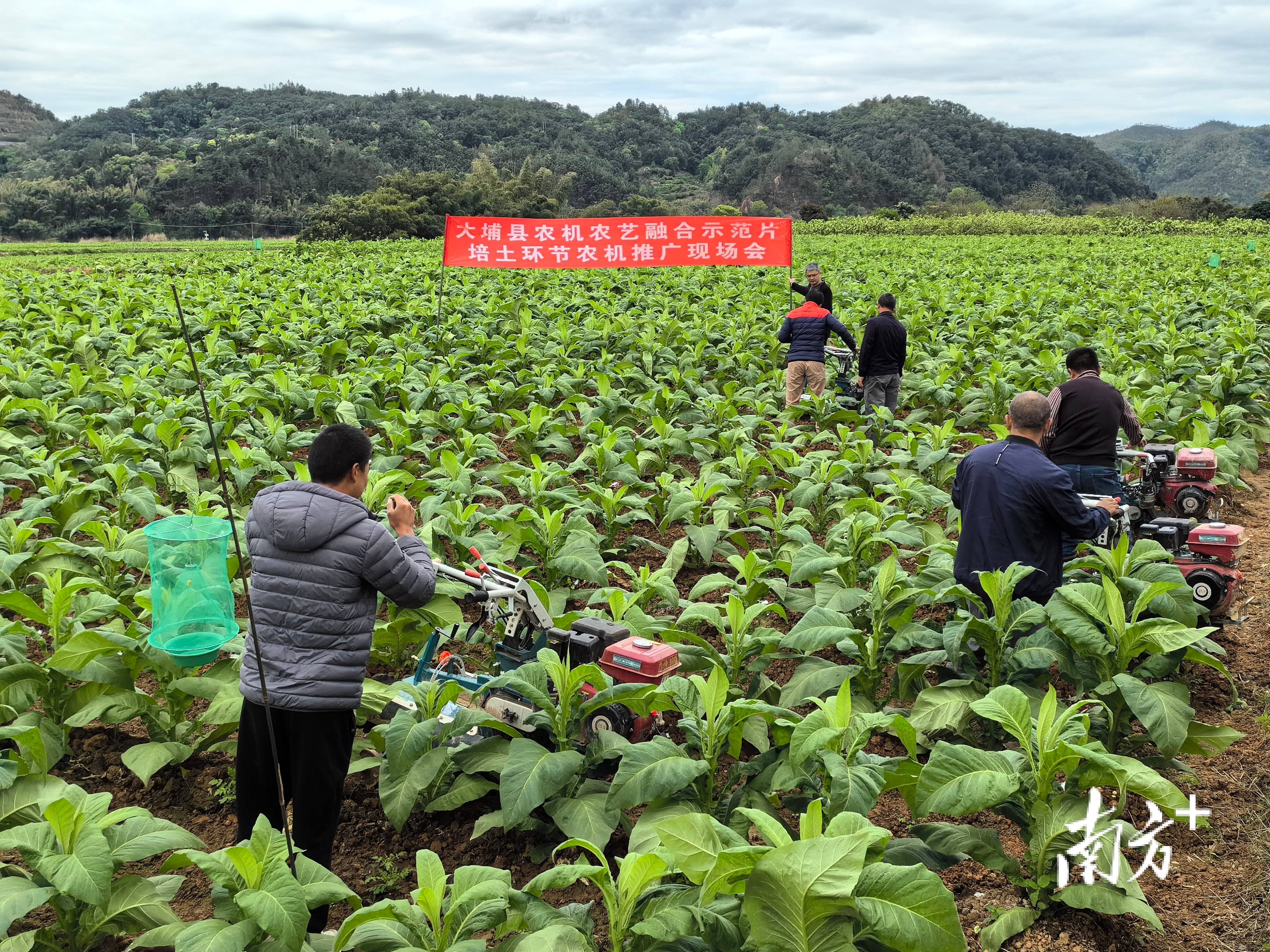 大埔县烟草专卖局分公司推进农机农艺融合示范片建设
