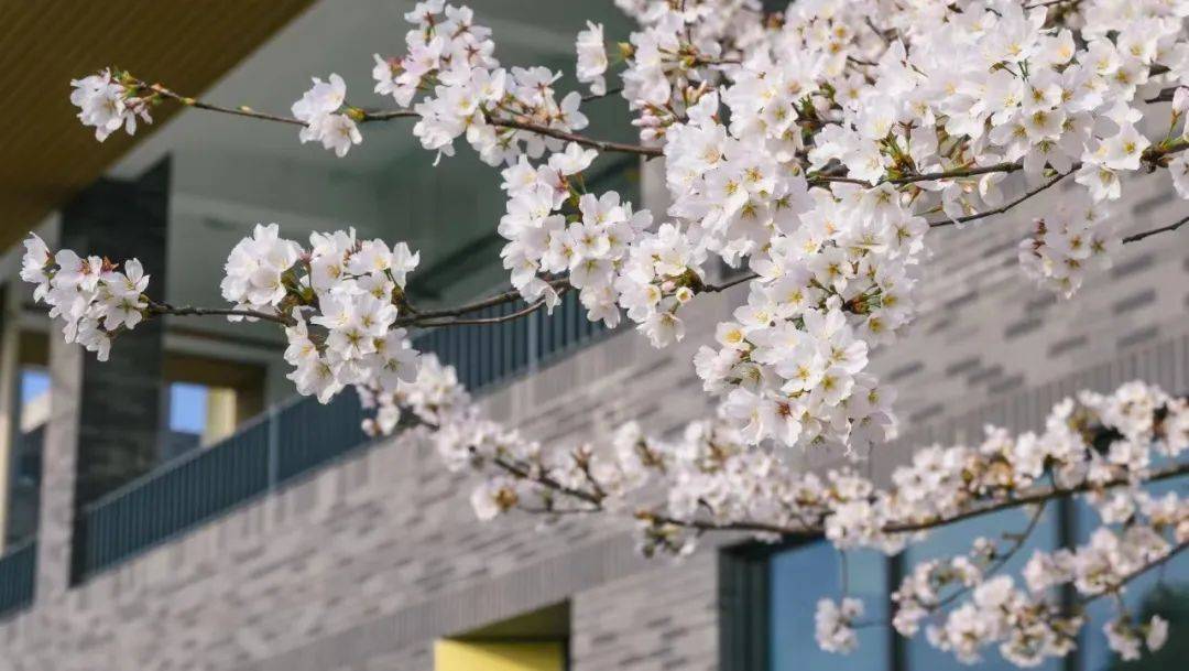 又被你美到了,我的科大!_樱花_微风_大学生