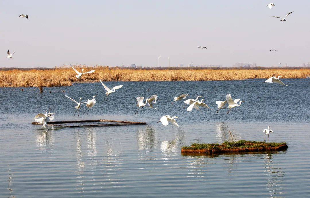 春日盛宴在河北共赴一场烂漫春色