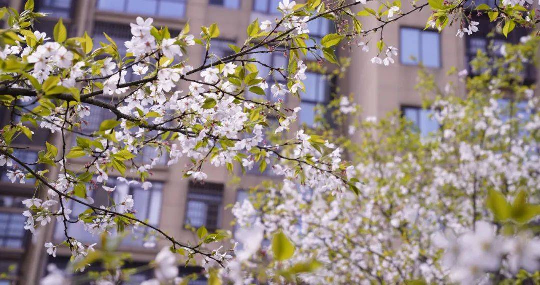 又似云霞漫天海棠色乍一撞入眼帘走进公园足以点亮半个公园数量不算多