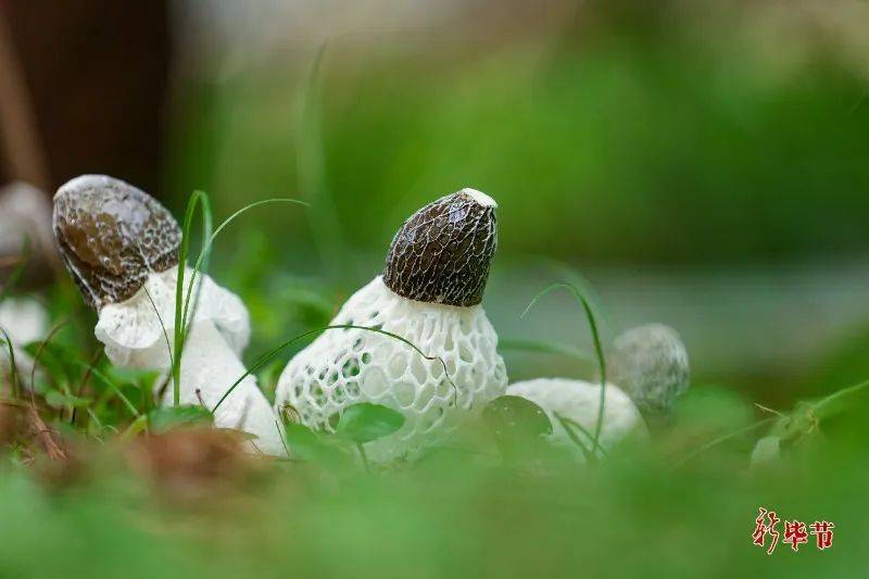优选毕货丨织金竹荪荪美味鲜的真菌皇后