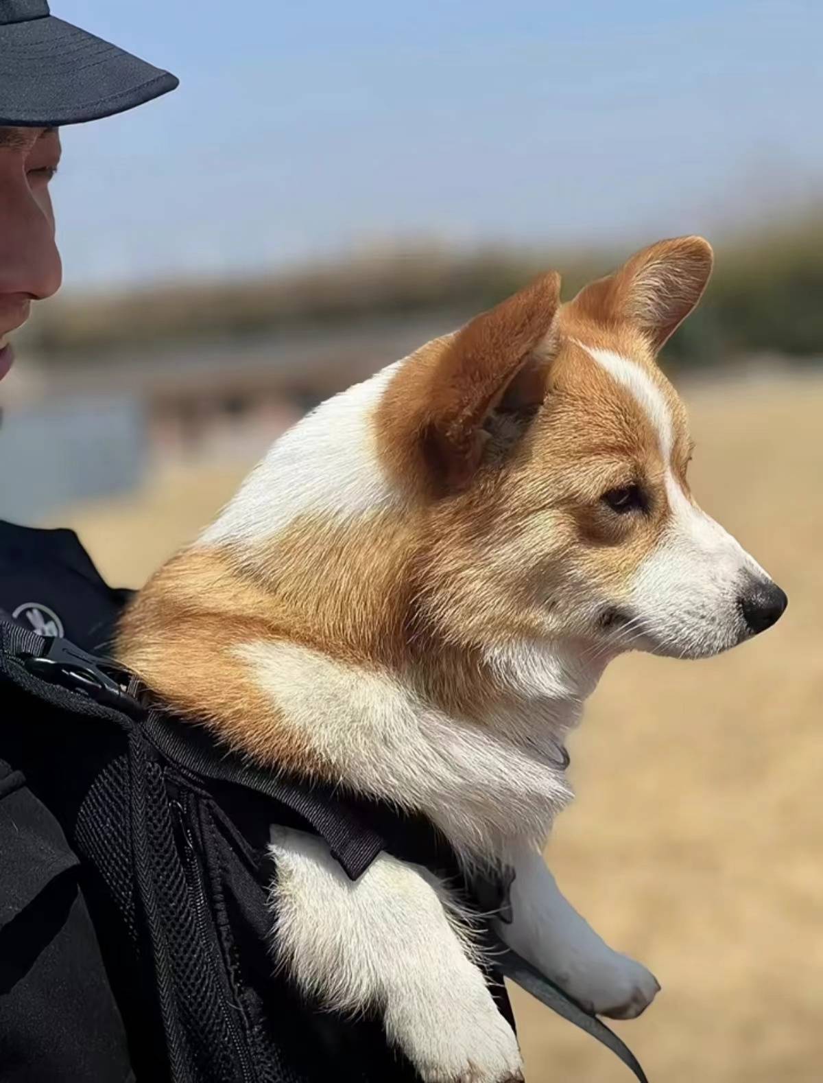 对话柯基警犬福仔训导员腿短是优势能站立进入狭窄区域工作