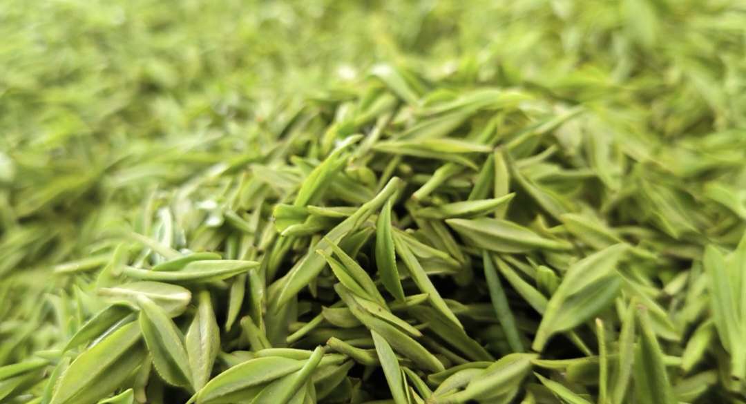 2024年"春满茶乡·相约商南"第三届"秦岭泉茗"开茶节举行