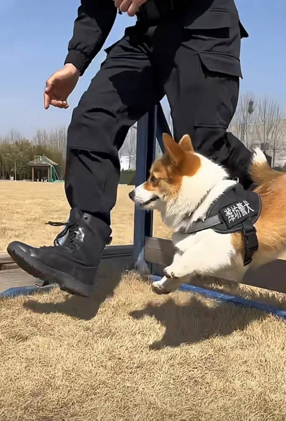 对话柯基警犬福仔训导员腿短是优势能站立进入狭窄区域工作
