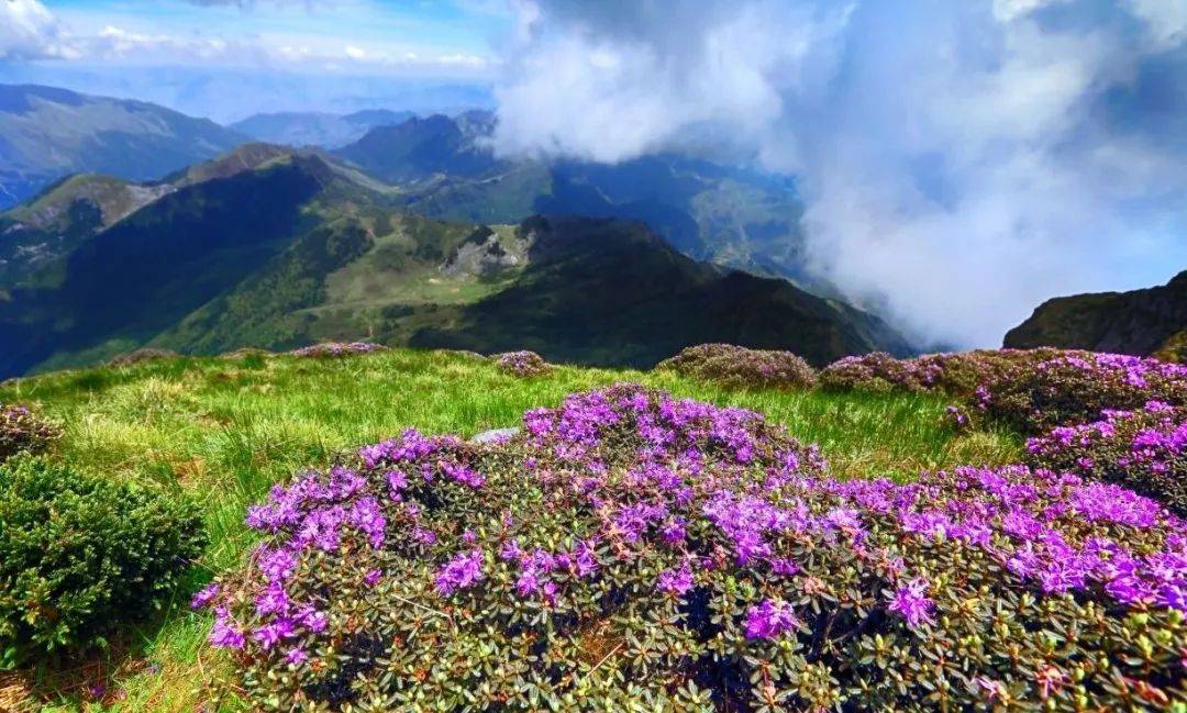 【美丽云南】滇中第一山——云山:轿子山_动植物_自然保护区_凤蝶