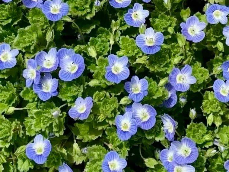 婆婆纳,别名双肾草,狗卵草,双珠草,双铜锤,卵子草,石补钉,菜肾子,将军